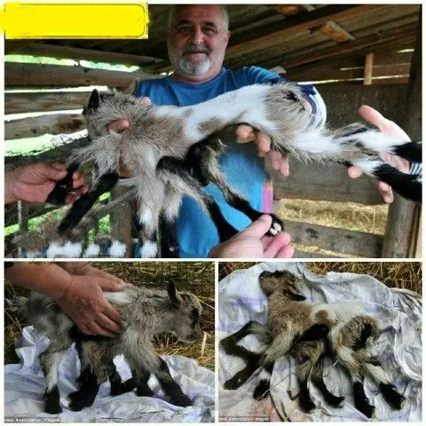 تولد یک بز با 8 پا +عکس