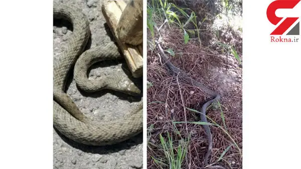 وحشت خانواده تبریزی از یک مار درخانه شان + عکس