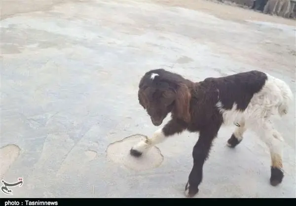 تولد بره دوسر در پلدختر +عکس