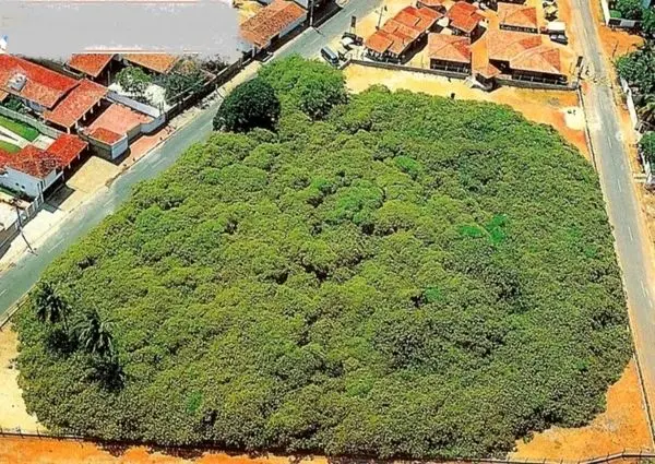 بزرگترین درخت بادام جهان+عکس