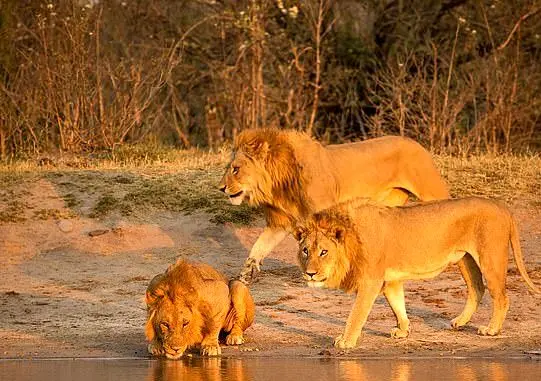 فرار شیرهای نر پس از ظاهرشدن اسب آبی!+ عکس