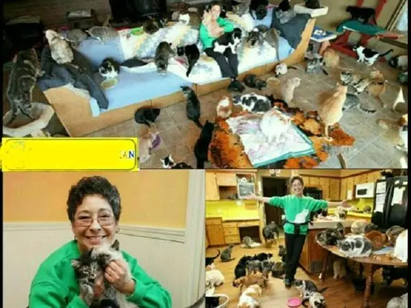 زنی که تاکنون از 28000 گربه نگهداری کرده+عکس