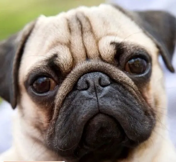 سگی که محافظ و خدمتکار اختصاصی دارد+عکس