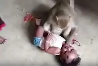 تلاش میمون برای ربودن کودک! + عکس