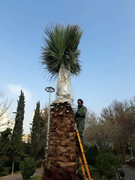 اجرای طرح حفاظت زمستانه از نخل های شمال شرق تهران

