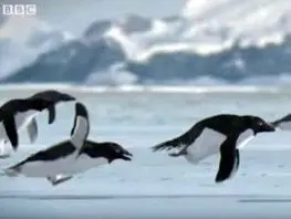 کشف گور دسته‌جمعی پنگوئن‌های مومیایی‌شده +عکس 