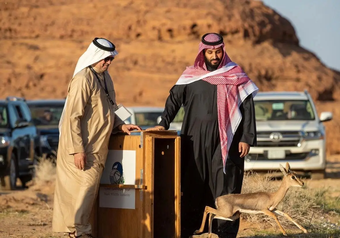 رهاسازی آهو برای تامین غذای یوز عربی توسط بن سلمان+ عکس