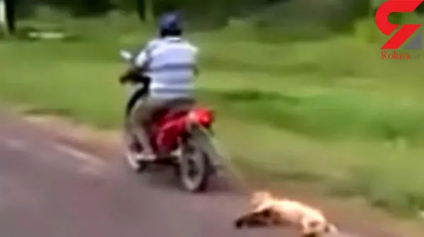 حیوان آزاری وحشتناک توسط مرد موتورسوار +عکس