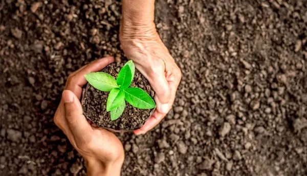 نقش مهم کشاورزی در توسعه منطقهای