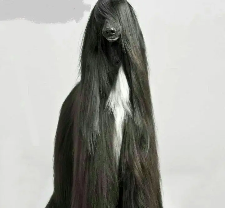 سگ اشراف زادگان+عکس