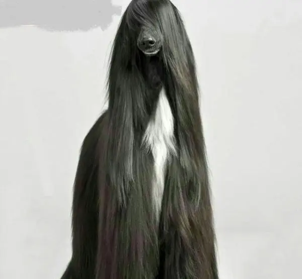 سگ اشراف زادگان+عکس