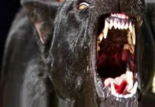 حیوان وحشی گوش دختر سه ساله را از جا کند + تصاویر