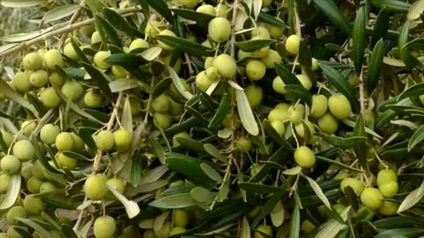 در بستر فناوری هوشمند شبکه زر بزرگترین سرمایه گذاری کشور در صنعت کشت و صنعت زیتون رقم خورد