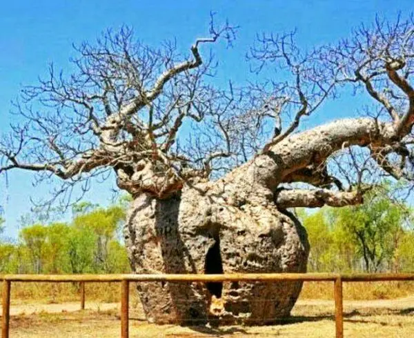 درختی که ازآن به عنوان زندان استفاده می کنند+عکس