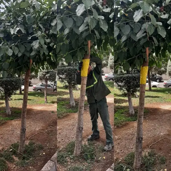 کنترل آفت سفید بالک در شمال شرق تهران