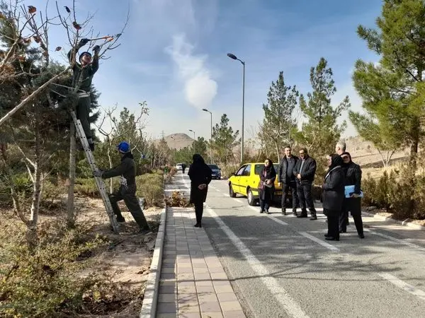 هرس 2000 هزار درخت در منطقه۱۳