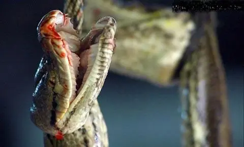 عکس هایی دردناک از ساخت محصولات مختلف از پوست مار!+ عکس18+