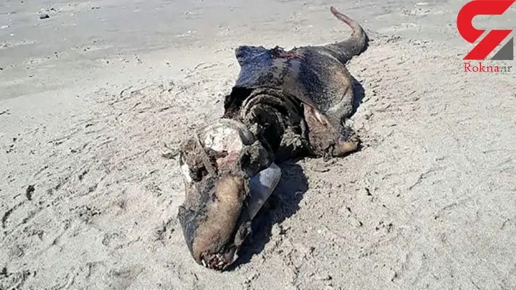 عجیب ترین عکس از دایناسور + تصویر 
