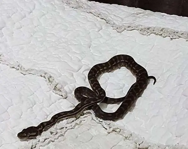 مار پیتون در رختخواب دختر نوجوان!