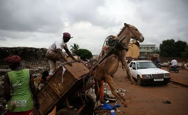 آویزان شدن الاغ+عکس