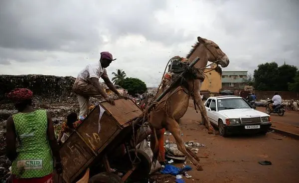 آویزان شدن الاغ+عکس