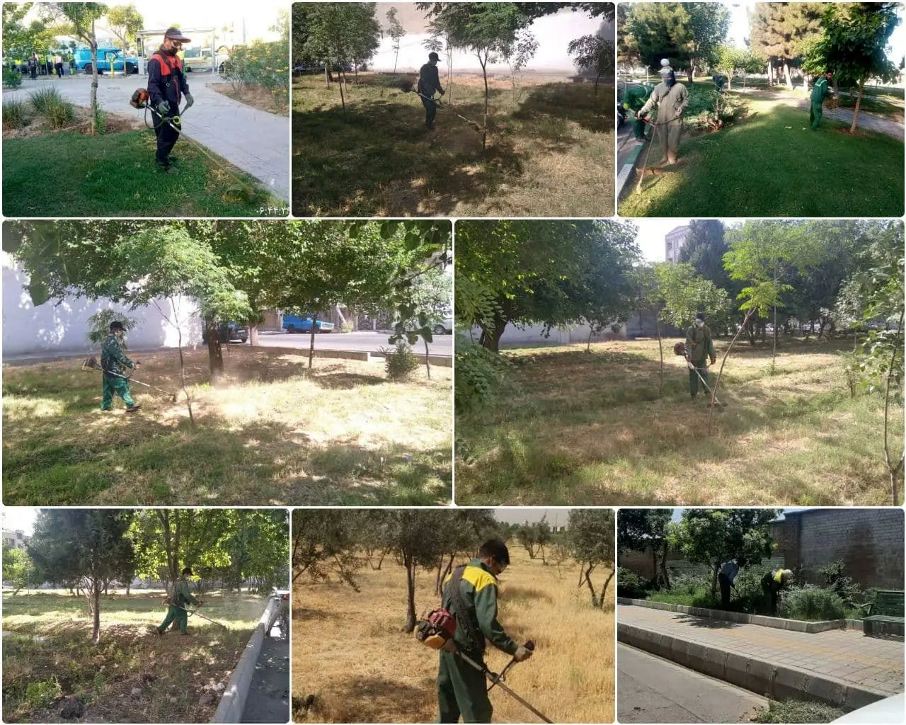  پاکسازی فضاهای سبز منطقه 15 از علف های هرز 