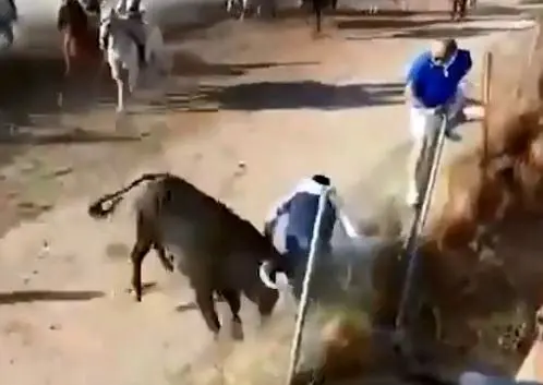 
حمله مرگبار گاو خشمگین به یک تماشاچی! + عکس
