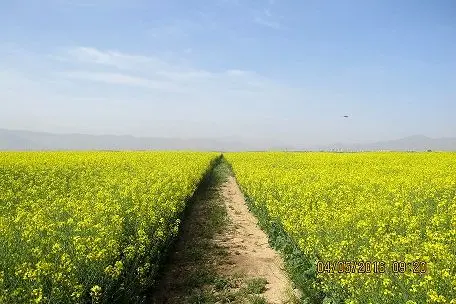 عملیات برداشت کلزا از مزارع استان مرکزی آغاز شد