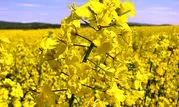 ابلاغ سه هزار هکتار سطح کشت کلزا دراراضی استان مرکزی