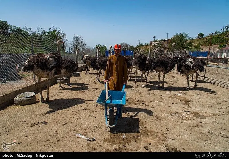 شیطنت در مزرعه پرورش شترمرغ!+عکس