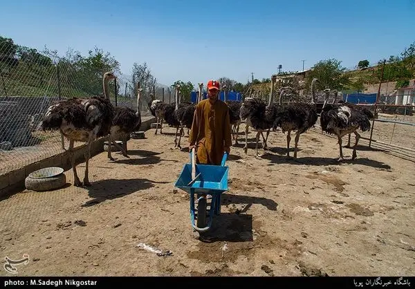 شیطنت در مزرعه پرورش شترمرغ!+عکس