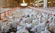 هشدار درباره کاهش ۲۰ درصدی تولید مرغ به‌دلیل بحران نهاده