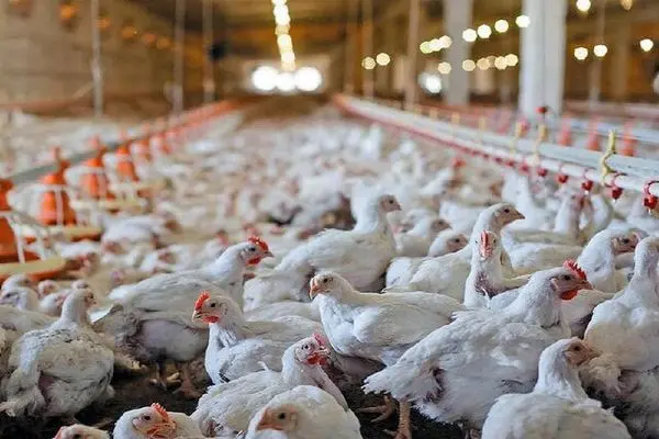 هشدار درباره کاهش ۲۰ درصدی تولید مرغ به‌دلیل بحران نهاده