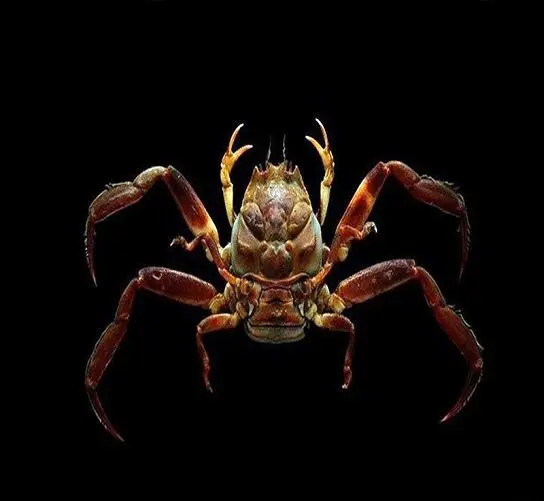 انتقام خرچنگ از یک مرد+عکس