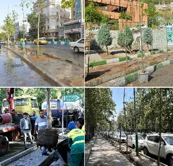 توسعه فضاهای سبز منطقه یک با کاشت ۱۴ هزار اصل درخت