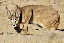 معرفی زیست بوم منطقه بیجار در مستند «حیات وحش کردستان» 

