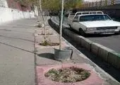 کاشت  بیش از 9 هزار  درختچه زینتی در منطقه 13 

