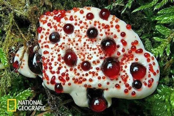 تا به حال قارچ دندان خونی دیده بودید؟!+عکس