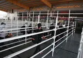 عرضه ربع‌ سکه ۱۴۰۳در حراج ۱۹ آبان ماه