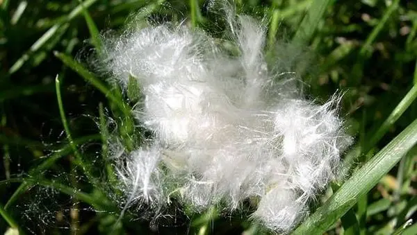 تاثیر آلرژی فصلی بر افسردگی