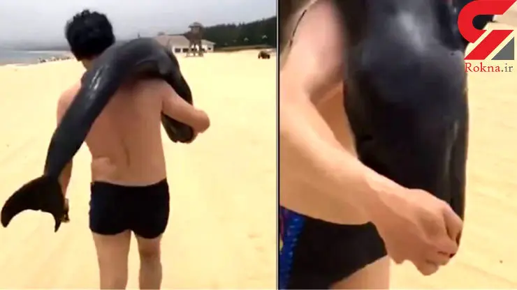 تلف شدن یک دلفین در ساحل عسلویه +تصاویر