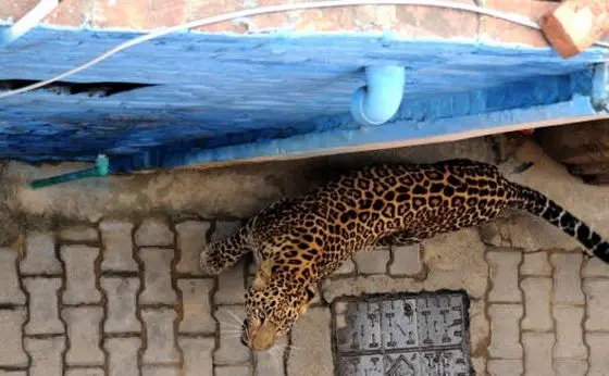 حمله هولناک پلنگ به مردم یک شهر + عکس