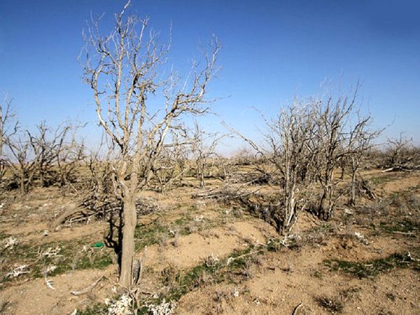 90 درصد مساحت چهارمحال و بختیاری درگیر خشکسالی است