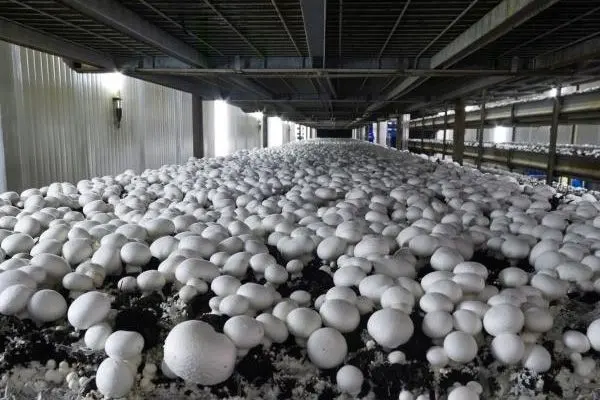 راه اندازی واحدپرورش قارچ خوراکی با مشارکت بانک کشاورزی استان البرز