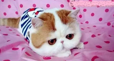 زیباترین گربه جهان با هزاران فالوور در جهان+عکس