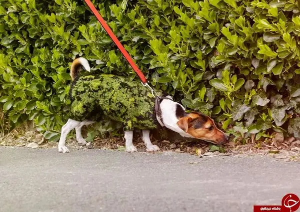 ست شدن افراد با محیط اطراف + تصاویر