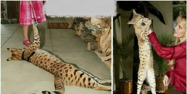 طویل ترین گربه جهان+عکس