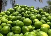 عرضه میوه شب عید از فردا