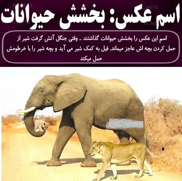 تصویری بی نظیر از بخشش حیوانات+عکس