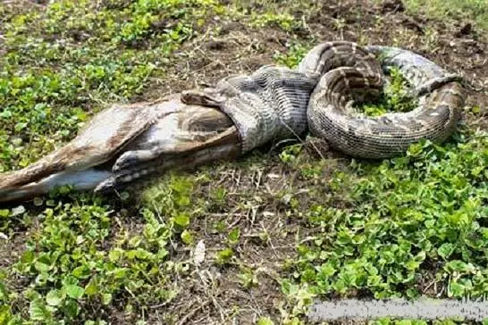 بلعیده شدن یک بزکوهی توسط مار وحشی+عکس